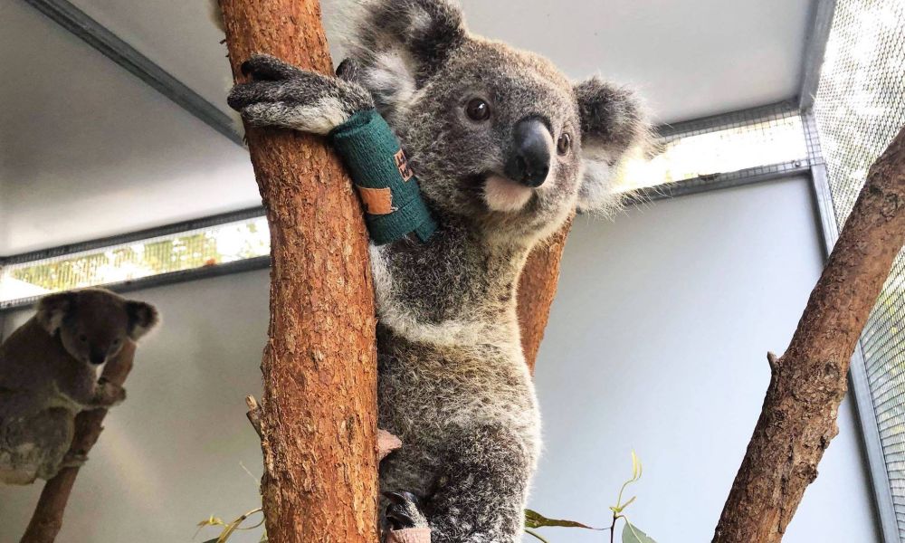 Article image for Tweed Coast Koala Research Hub
