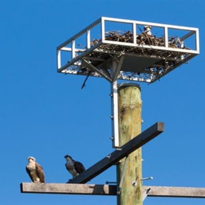 Osprey 3 birds