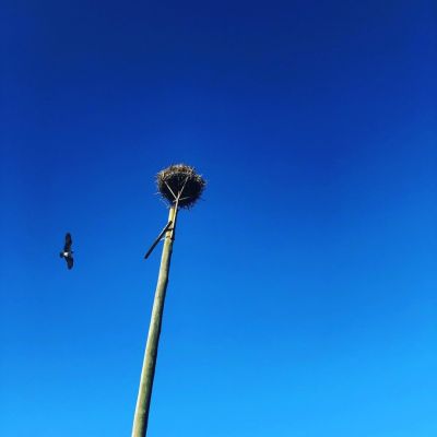 Osprey nest pole