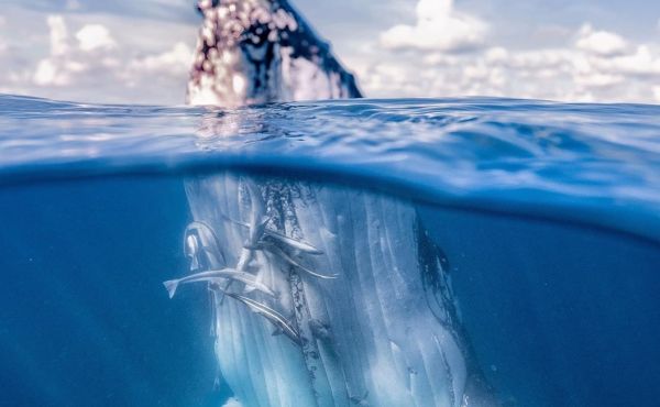 Read more about Have a whale of a time on the Tweed Coast!