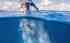 Read more about Have a whale of a time on the Tweed Coast!