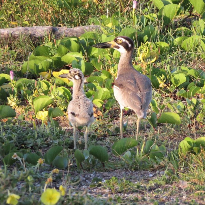 Beach Stone-curlews