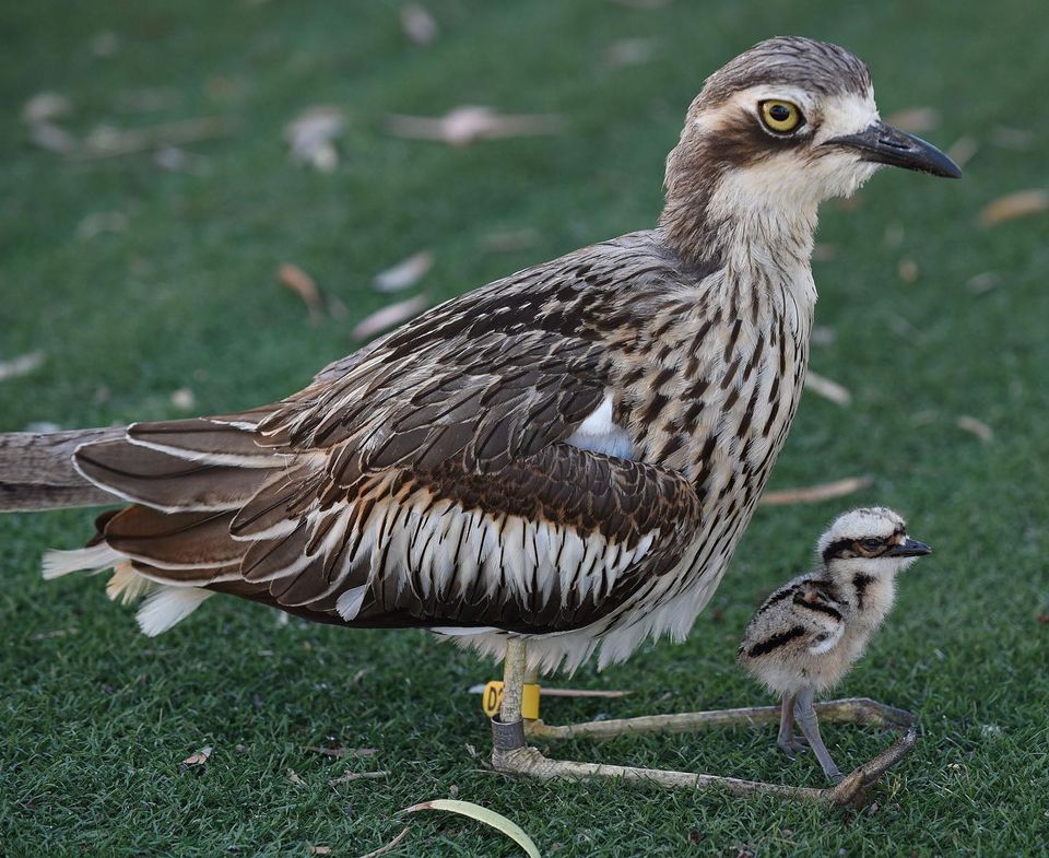 Bush Stone Curlew