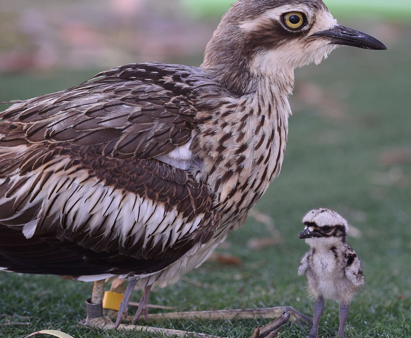 Bush Stone Curlew