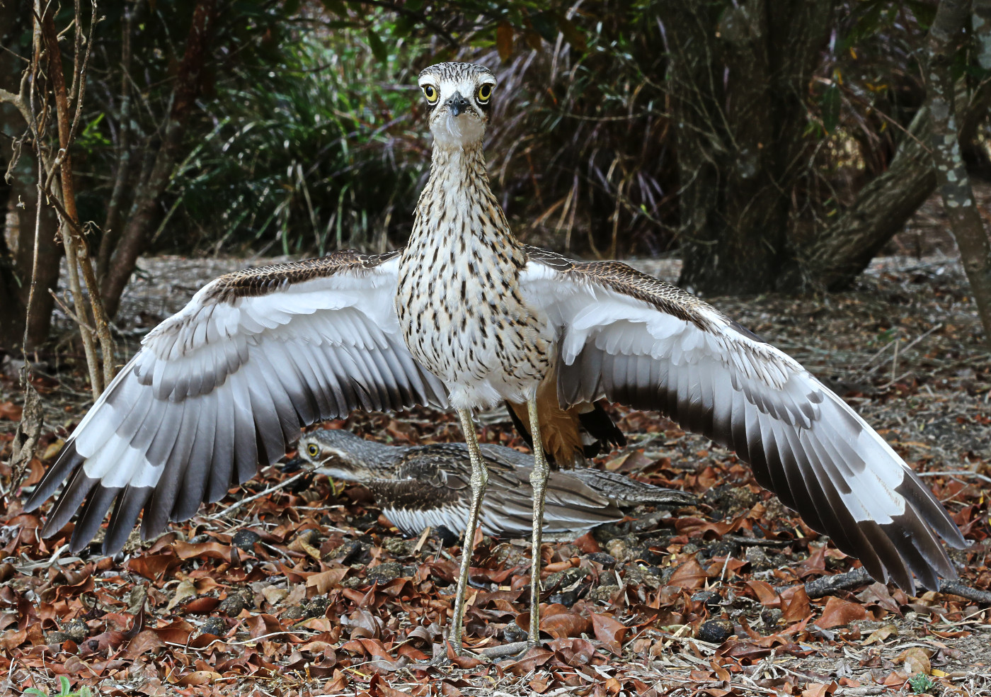 Bush Stone Curlew