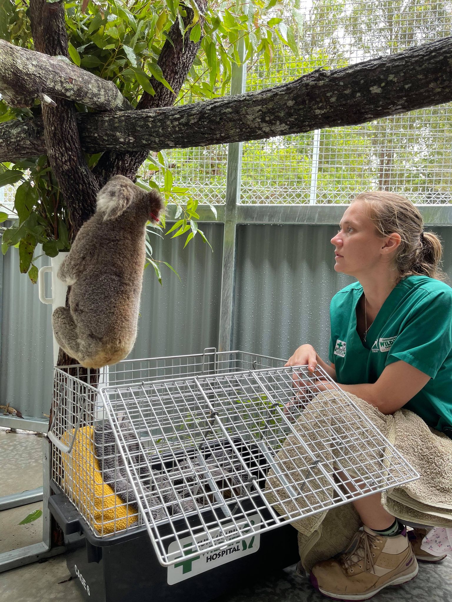 Tweed Coast Koala Research Hub