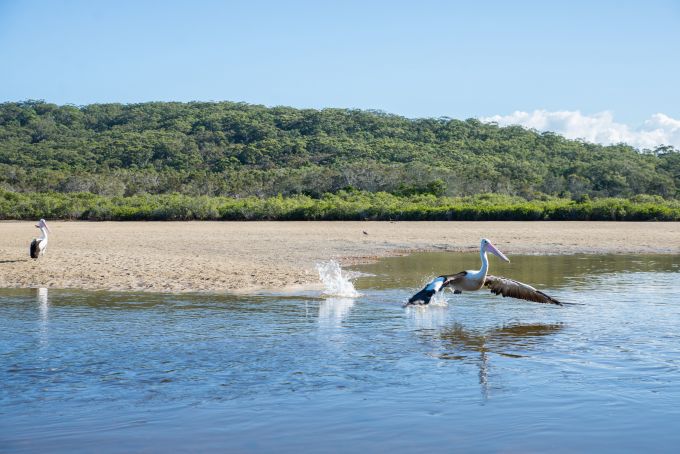 Hastings Point Birds
