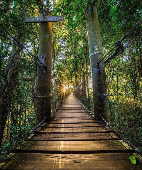 O'Reilly's Tree Top Walk