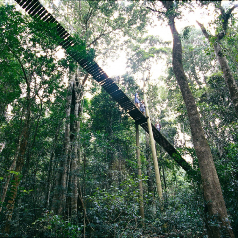 O'Reilly's Tree Top Walk 2