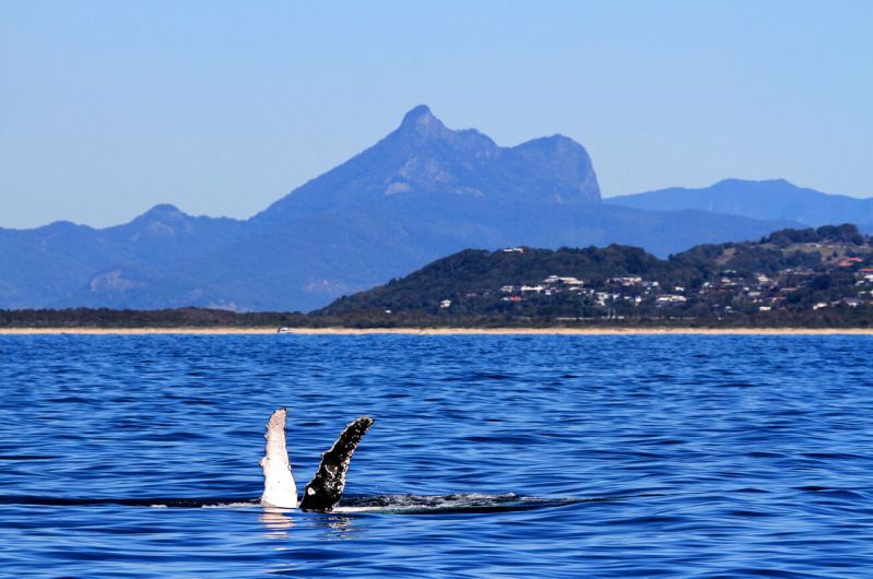 Whale on the Tweed