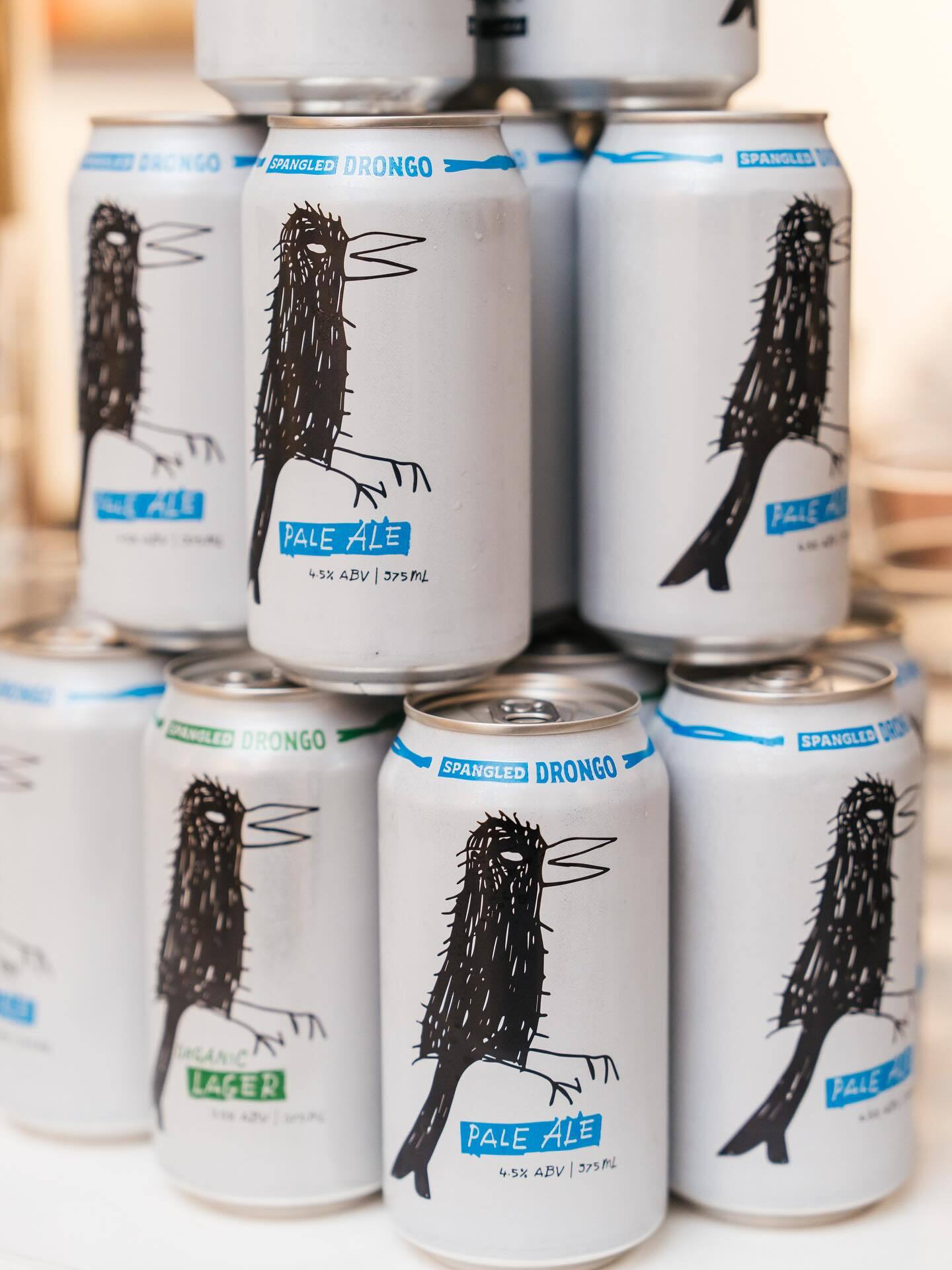 Spangled Drongo 2