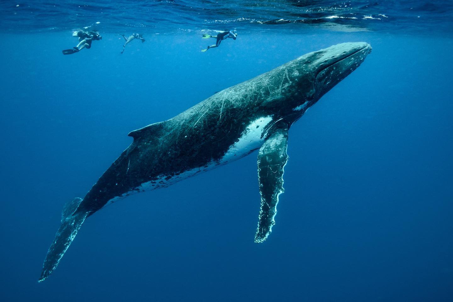 Your East Coast Whale Watching Holiday Starts Here